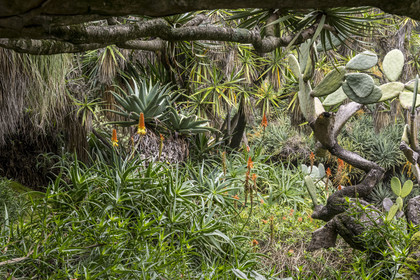 Portugal, Lisbonne, Jardin botanique de Lisbonne