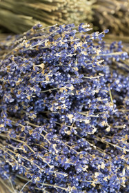 France (30), Gard, Bellegarde, ferme de plantes aromatiques Un Mas en Provence, lavande sechée