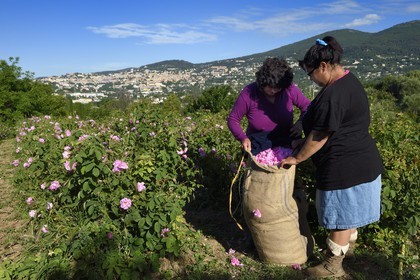 France, Alpes-Maritimes (06), Grasse, cueillette dans le champ de rose Centifolia de l'horticulteur Constant Viale par la gitane Nini Lafleur (en gilet violet) qui était la femme de Alain Delon dans le film Le Gitan