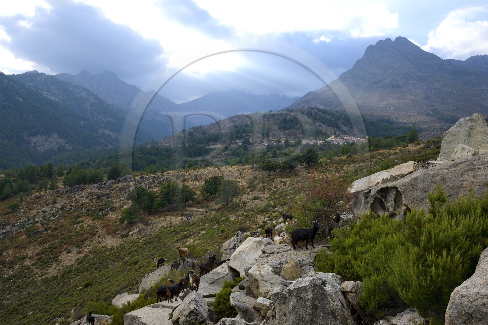 France, Haute-Corse (2B), région du Niolu (Niolo), troupeaux de chèvres devant Calasima plus haut village de Corse (1 095m)