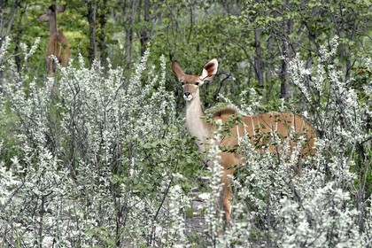 Namibia, Oshikoto region, Etosha National Park, greater kudu (Tragelaphus strepsiceros) female