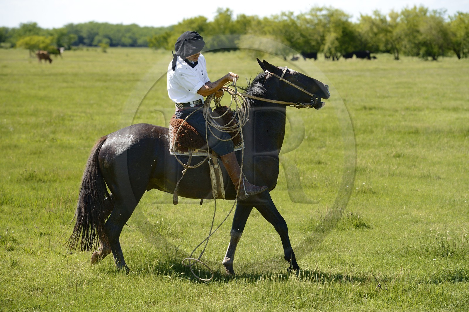 Argentine, province de Buenos Aires, San Antonio de Areco, estancia La Bamba de Areco, gauchos au travail avec son lasso