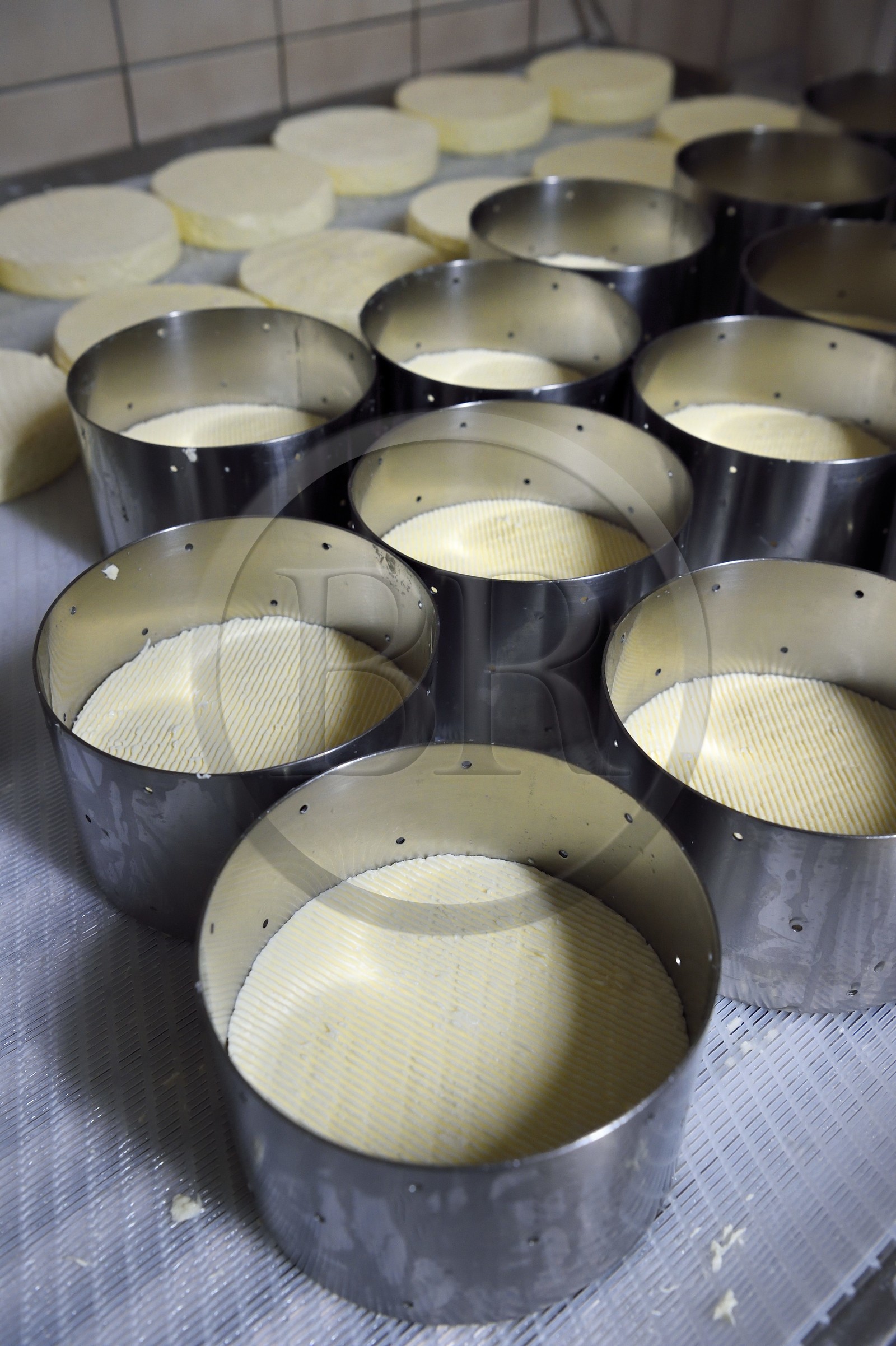 France, Haut Rhin, Kruth, ferme auberge marcaire du Schafert (farmhouse inn Schafert), manufacture of AOP munster cheese