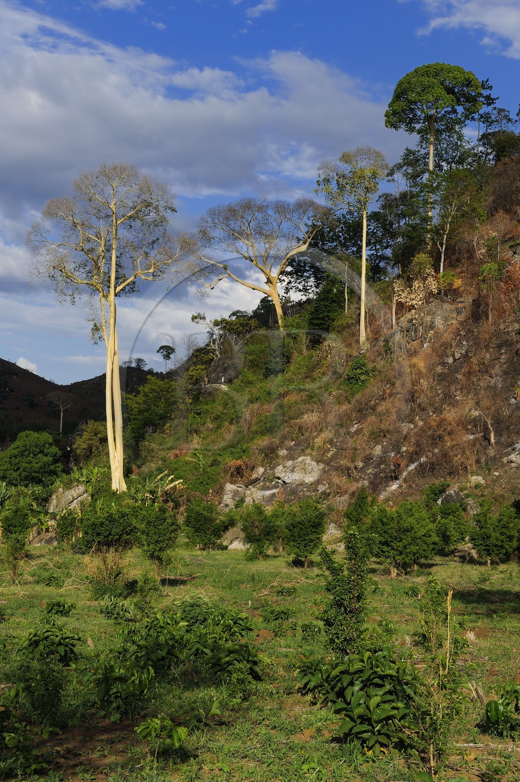 Tanzania, Morogoro district, Uluguru mountains