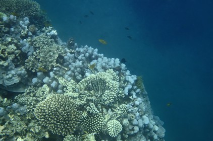 France, Ile de Mayotte, Grande-Terre, Kani-Keli, récif corallien vers la plage de N’Gouja