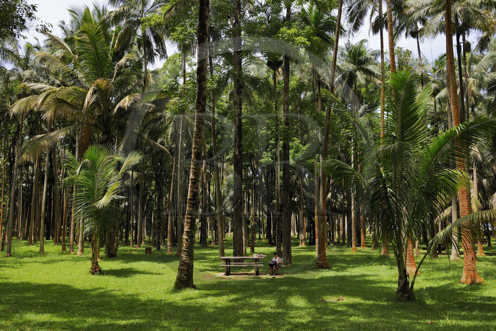 France, île de la Réunion, anse des Cascades, au sud de Piton-Sainte-Rose, classé Patrimoine Mondial de l'UNESCO, lieu de pique-nique