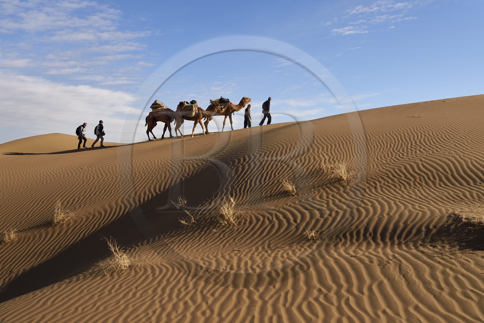 Iran, Province d'Ispahan, désert du Dasht-e Kavir, Mesr dans la région de Khur et Biabanak, caravane de dromadaires dans les dunes du lieu dit de Kuh e-Sefid lors d'une randonnée chamelière