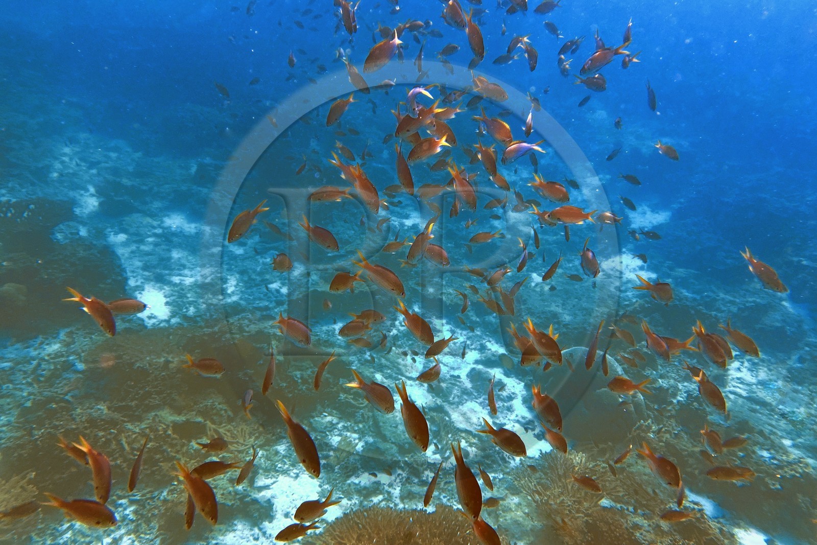 Sultanate of Oman, Governorate of Muscat, Nature Reserve of the Daymaniyat Islands,