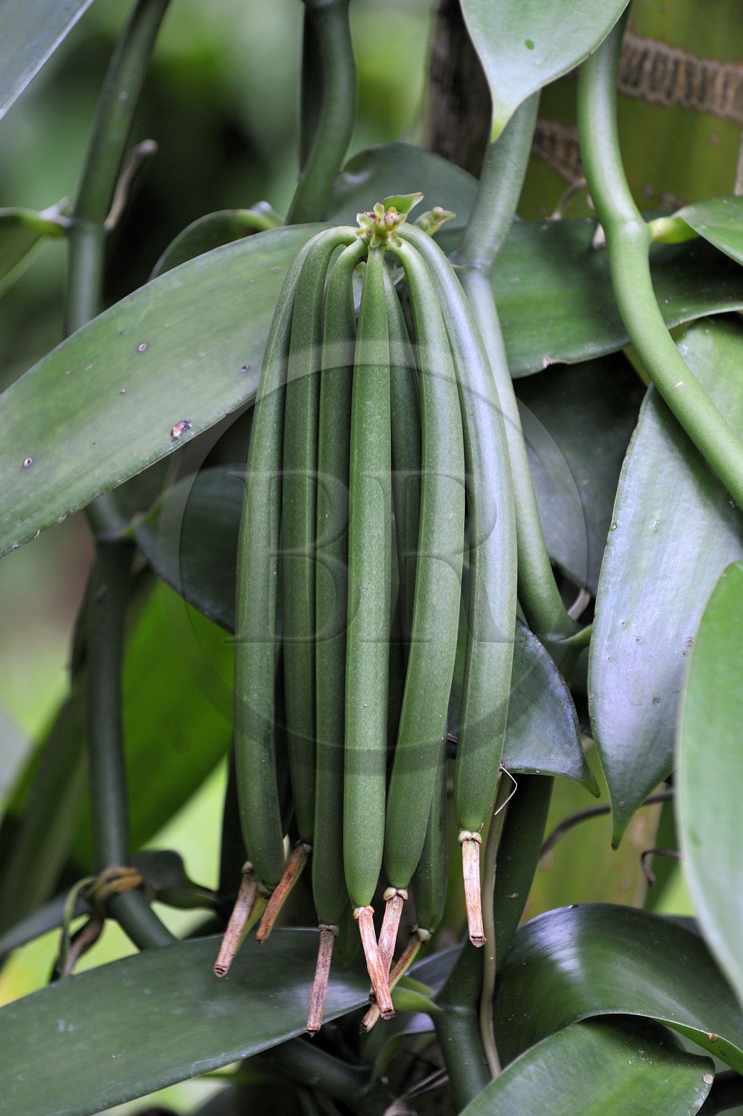 France, île de la Réunion, région de Saint-Philippe, le Jardin des Parfums et des Epices, gousses de vanille