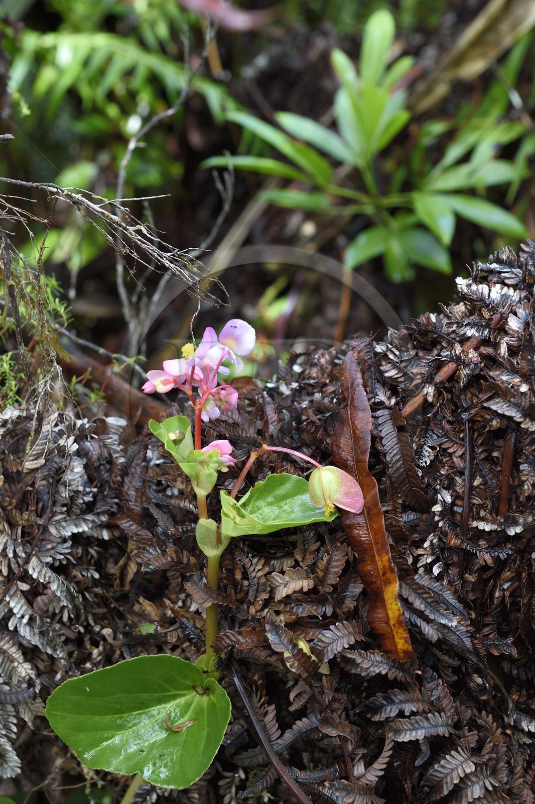 France, Ile de la Reunion, Saint Benoit, Parc national de La Reunion, classé Patrimoine Mondial de l'UNESCO, foret de Bébour, sentier du Piton Bébour