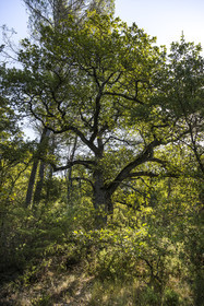 France, Var (83), Provence Verte, Bras, Académie du Bain de Forêt Provençale, forêt du domaine Le Peyrourier - une campagne en Provence