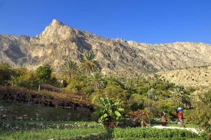 Sultanat d'Oman, Gouvernorat d'Al-Batina du Sud, Hajar occidental, Wadi Mistall, femmes dans les cultures en terrasses au dessus du village de Wakan (Wukan) et le sommet du Qarn Wukan (2501m) en arrière plan