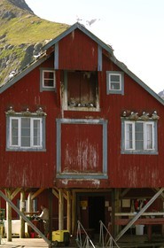 Norvège, Nordland, Iles Lofoten, Ile de Moskenes, maisons de pêcheurs (Rorbuer) au village de A (Å) et nids mouettes