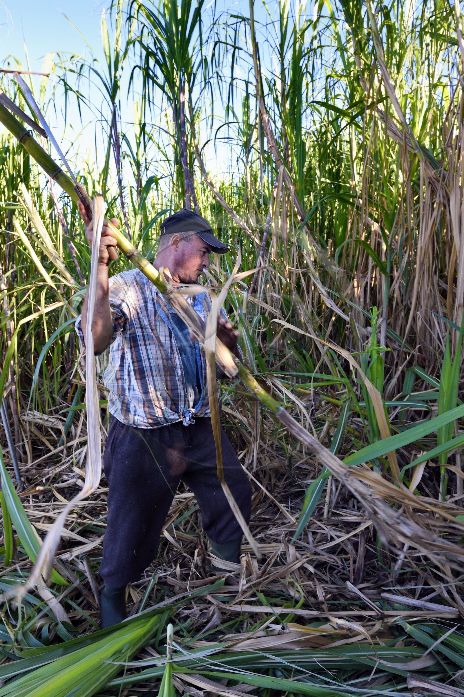 France, Ile de la Reunion, côte sud, Petite-Ile, François coupeur créole de canne à sucre dans un champ de canne à sucre