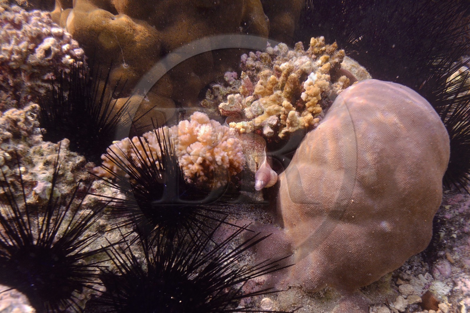 France, Ile de la Reunion, Côte Ouest, Saint-Gilles-Les-Bains (commune de Saint-Paul), le récif corallien du lagon de l'Ermitage, murène (vue sous-marine)