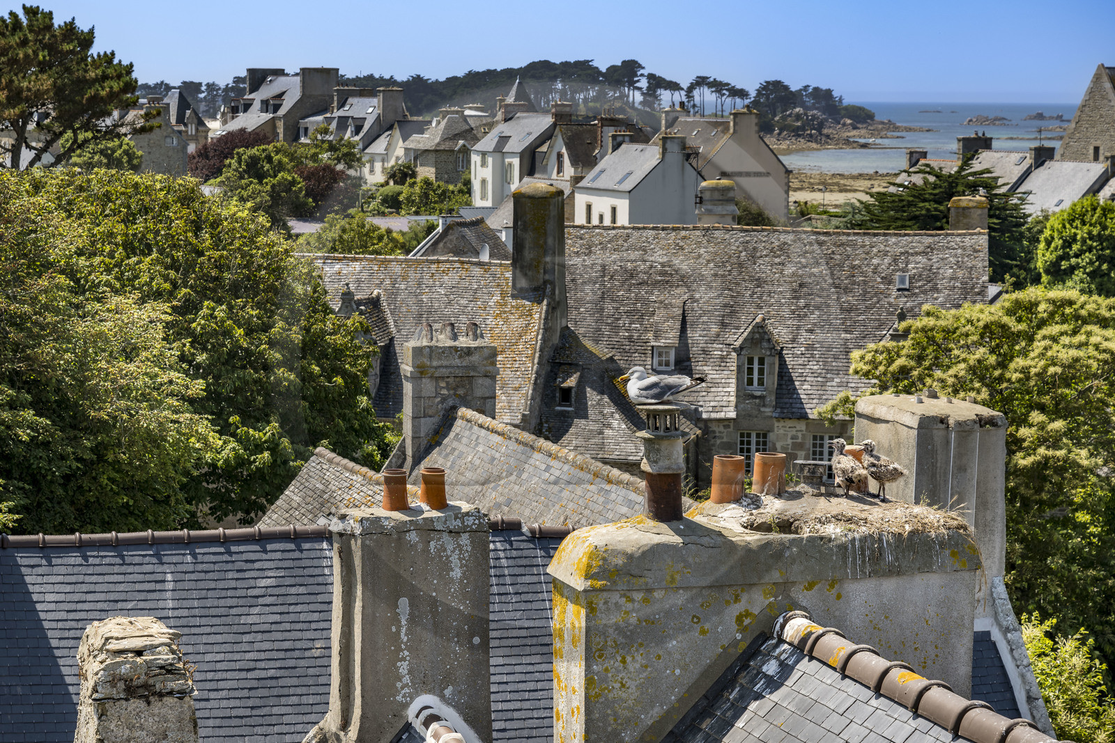 France, Finistère, Roscoff, gull and its young on the roofs of the old town