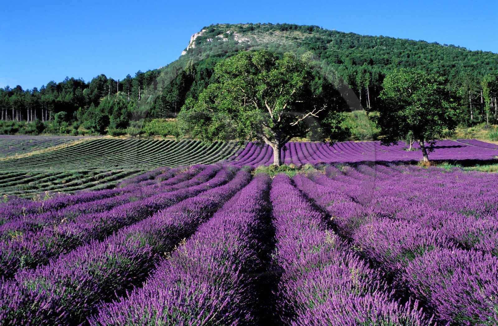 France, Drome, Vallee de l'Ennuye (l'Ennuye Valley), Lavender Field in Summertime