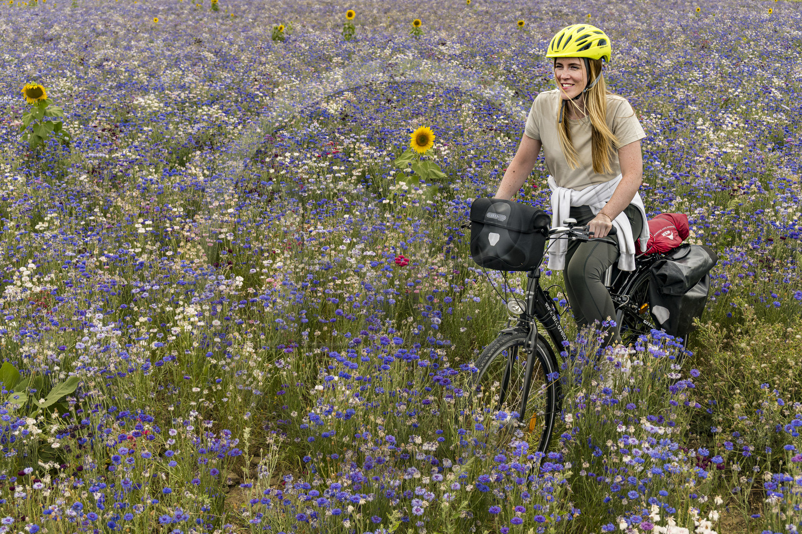 France, Maine-et-Loire (49), vallée de la Loire classée au Patrimoine Mondial par l'UNESCO, Saumur vers Saint-Hilaire, randonnée à bicyclette, cycliste dans un champ de bleuets (Cyanus segetum)