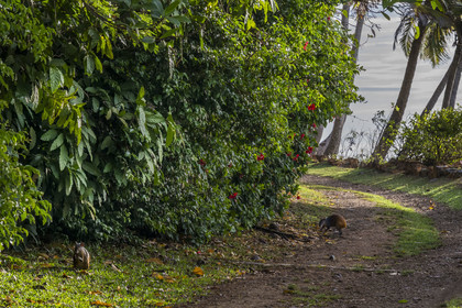 France, Guyane, Kourou, Iles du Salut, Ile Royale, agoutis (Dasyprocta)