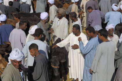 Egypte, Haute Egypte, Daraw au nord d'Assouan, marché aux vaches