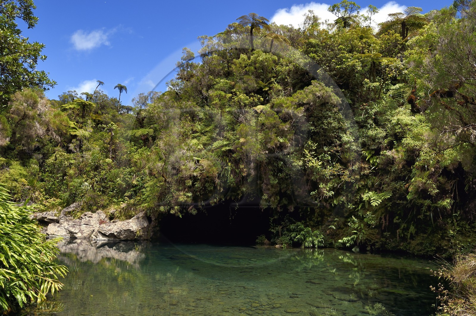 France, Ile de la Reunion, Parc National de la Réunion classé Patrimoine Mondial de l'UNESCO, La Plaine des Palmistes, forêt de Bébour, sentier de randonnée Cassé de Takamaka, Bassin des Hirondelles