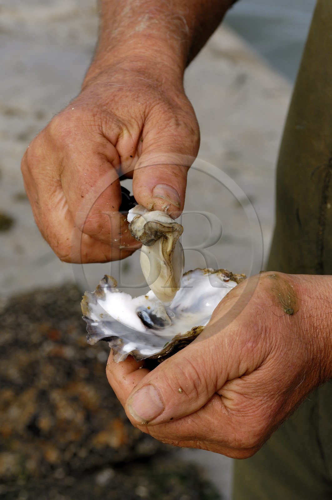 France, Charente-Maritime (17), le bassin Marrennes-Oléron au large de l'Ile d'Oléron, une huître tout juste sortie de mer