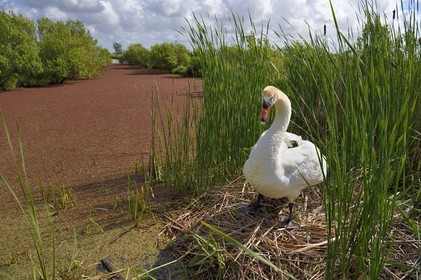 France, Charente-Maritime (17), Rochefort, cygne sur son nid dans l'estuaire de la Charente vers Vergeroux