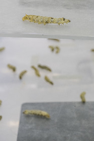 France, Gard, Monoblet, Atelier Sericyne is relaunching French sericulture, breeding silkworms and producing exceptional non-woven silk for the production of decorative objects