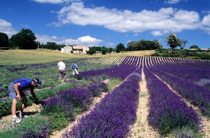 France, Vaucluse (84), le plateau d'Albion, coupe manuelle dans un champ de lavande