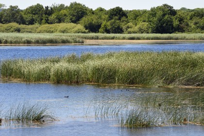 France, Meuse, Regional Natural Park of Lorraine, Lachaussée Pond