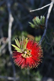 France, Var (83), Rayol-Canadel-sur-Mer, Domaine du Rayol, propriété du conservatoire du littoral mention obligatoire, le jardin des Méditerranées conçu par le paysagiste Gilles Clément, Rince-bouteilles (Callistemon citrinus)