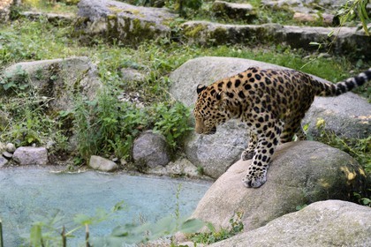 France, Haut-Rhin (68), Mulhouse, parc zoologique et botanique,  panthère de l’Amour (Pantheras pardus orientalis)