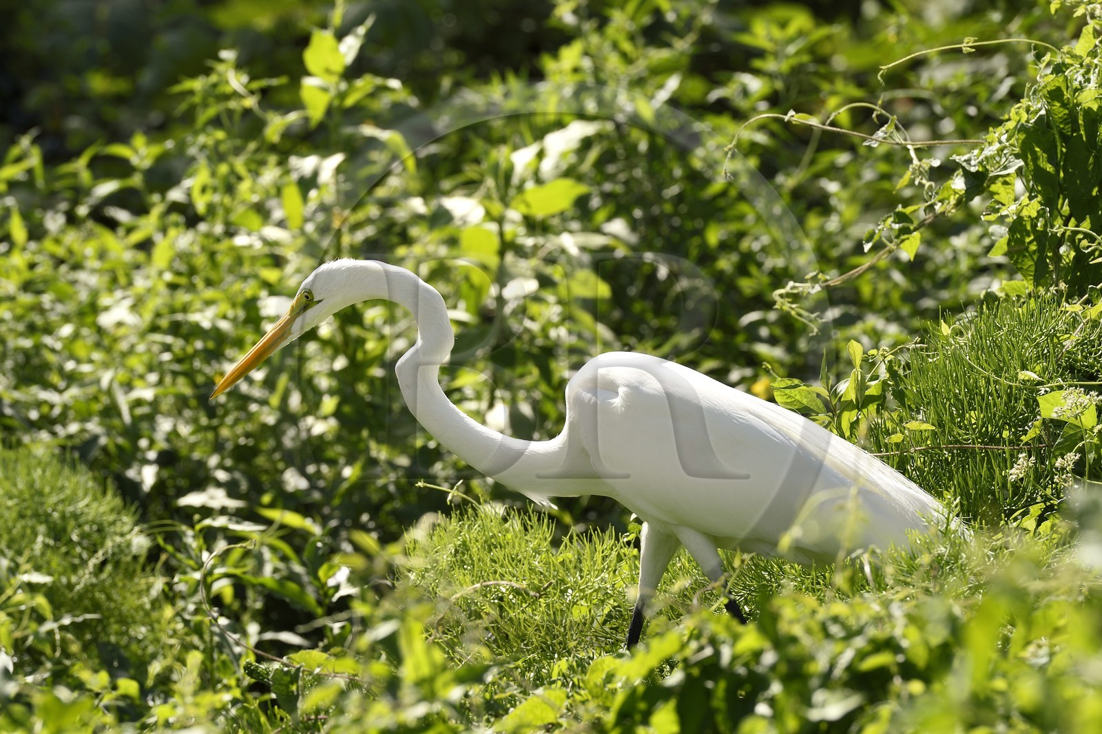 Nicaragua, Ile d'Ometepe réserve mondiale de Biosphère sur le lac Nicaragua, marais le long du Rio Istian, Grande Aigrette (Ardea alba)