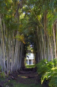 France, Ile de la Reunion, Bérive les Hauts, en arrière d'une allée de palmiste multipliant (Dypsis lutescens) la case historique du domaine Isautier Bérive dans les hauts de Saint-Pierre