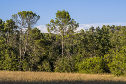 France, Var (83), Provence Verte, Bras, Académie du Bain de Forêt Provençale, forêt du domaine Le Peyrourier - une campagne en Provence