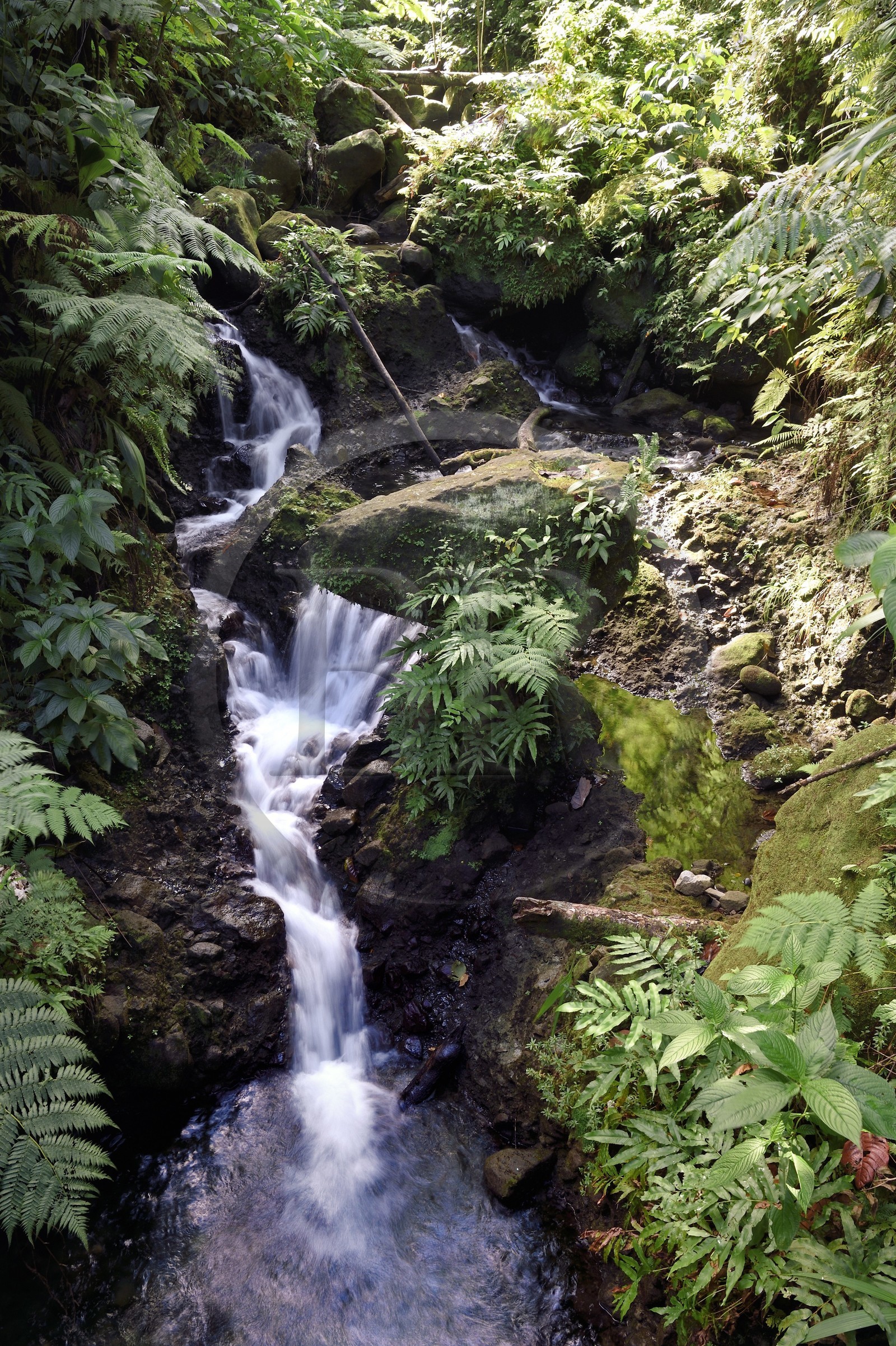 Caraïbes, Ile de la Dominique, Castle Bruce, Parc national du Morne Trois Pitons classé Patrimoine Mondial de l'UNESCO, dans le sous-bois tropical, le bassin d'émeraude (Emerald Pool) et sa cascade