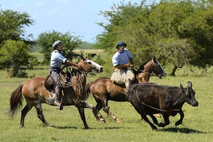 Argentine, province de Buenos Aires, San Antonio de Areco, estancia La Bamba de Areco, gauchos au travail pourchassant une vache au lasso