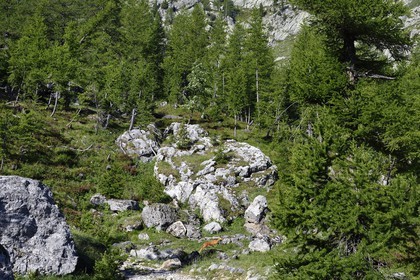 France, Alpes-Maritimes, parc national du Mercantour (Mercantour National Park), vallon de la Minière (Miniere valley) below the Vallee des Merveilles (Valley of Wonders), a chamois jumps