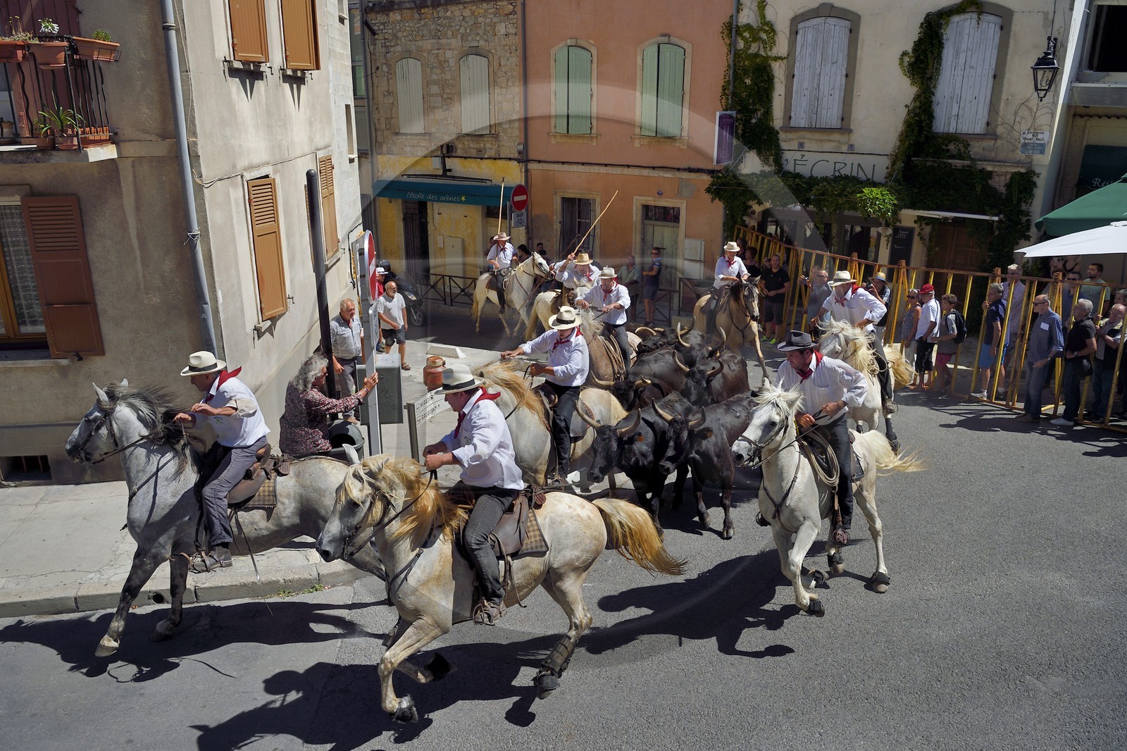France, Bouches-du-Rhône (13), Arles, la Cocarde d'Or, arrivée dans les arènes des taureaux en provenance des prés accompagnés à cheval par les gardians de la manade Jacques Mailhan, l'abrivado précède la course camarguaise
