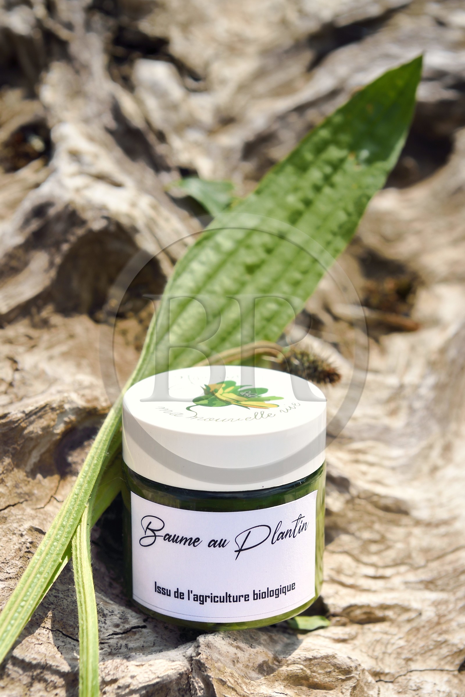 France, Charente (16), Chazelles, jardin botanique Ma Nouvelle Vie créé par Marc Buergo, le baume au plantain (Plantago major) est excellent contre les piqures d'insectes