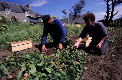 France, Finistère (29), île de Batz, petite exploitation familiale de pommes de terre