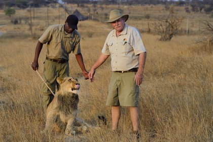 Zimbabwe, province des Midlands, Gweru, Antelope Park qui abrite ALERT (African Lion and Environmental Research Trust), marche à pied en compagnie de lions dans la brousse, le managing director Gary Jones et des guides - dresseurs