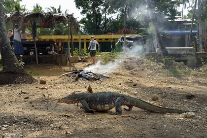 Sri Lanka, Province du Sud, Wiraketiya, varan malais (Varanus salvator)