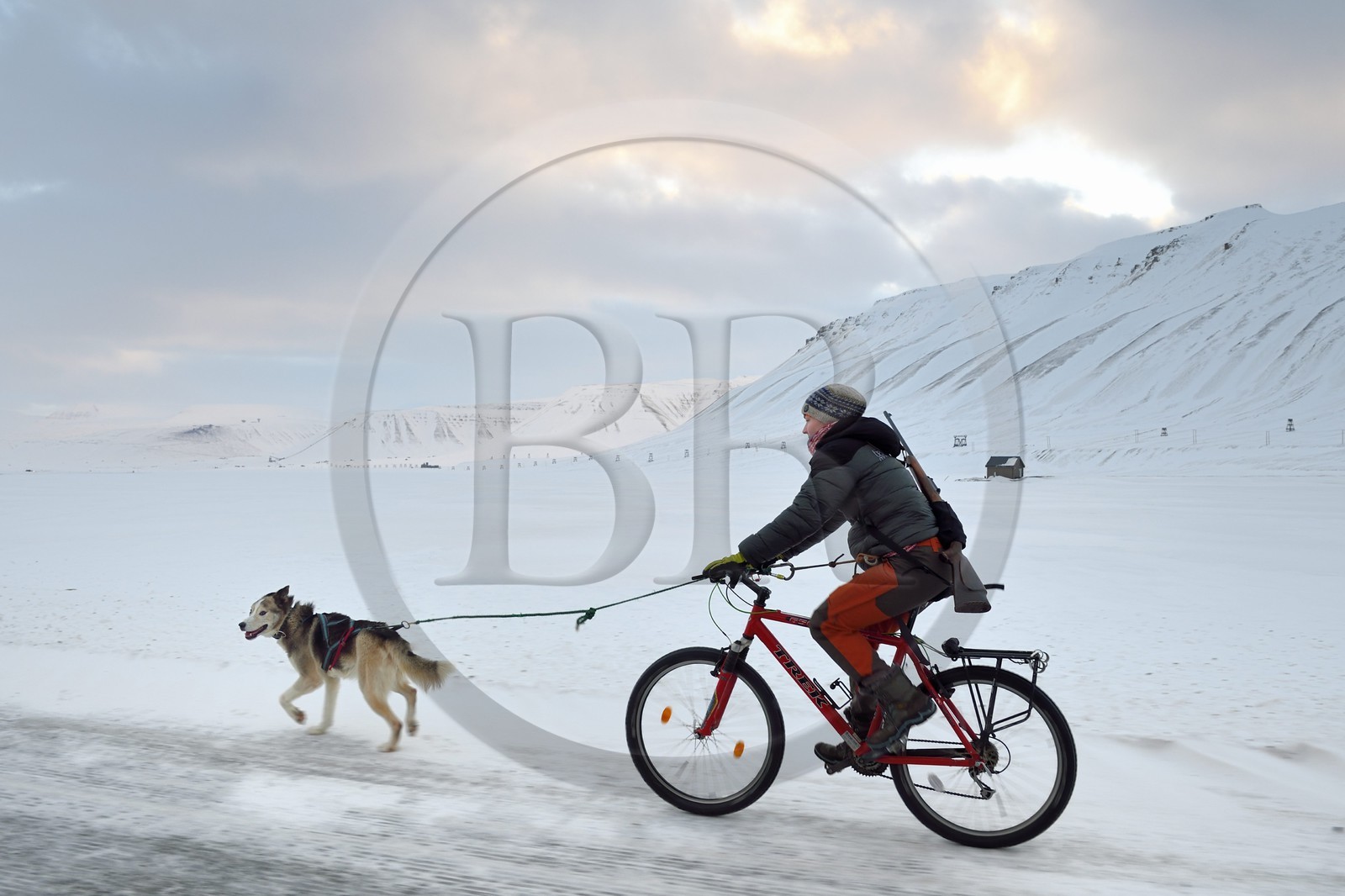 Norvège, Svalbard, Spitzberg, vallée de Adventdalen vers Longyearbyen, promenade du chien à bicyclette avec un fusil pour se prémunir du danger éventuel de la présence d'ours blanc