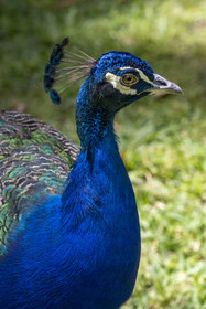 Spain, Andalusia, Seville, the Alcazar of Seville (Reales Alcazares de Sevilla), listed as World Heritage by UNESCO, peacock in the gardens