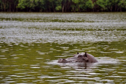 Gabon, province de Ogooué- Maritime, Parc National du Loango, hippopotame dans la Lagune Iguéla