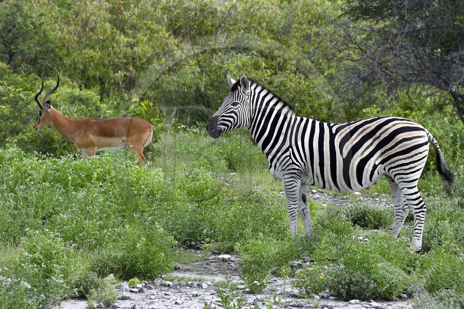 Namibie, région de Oshikoto, Parc National d'Etosha, zèbre de Burchell (Equus burchellii) et impala à face noire mâle (Aepyceros melampus petersi)
