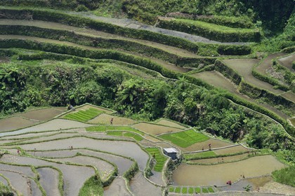 Philippines, Ifugao province, Banaue rice terraces at Cambulo, listed as World Heritage by UNESCO