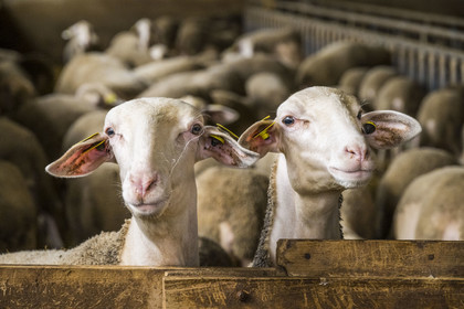 France, Aveyron, Grands-Causses Regional Nature Park, Versols et Lapeyre, Hermilix farm, Lacaune sheep whose milk is used to make Roquefort AOP