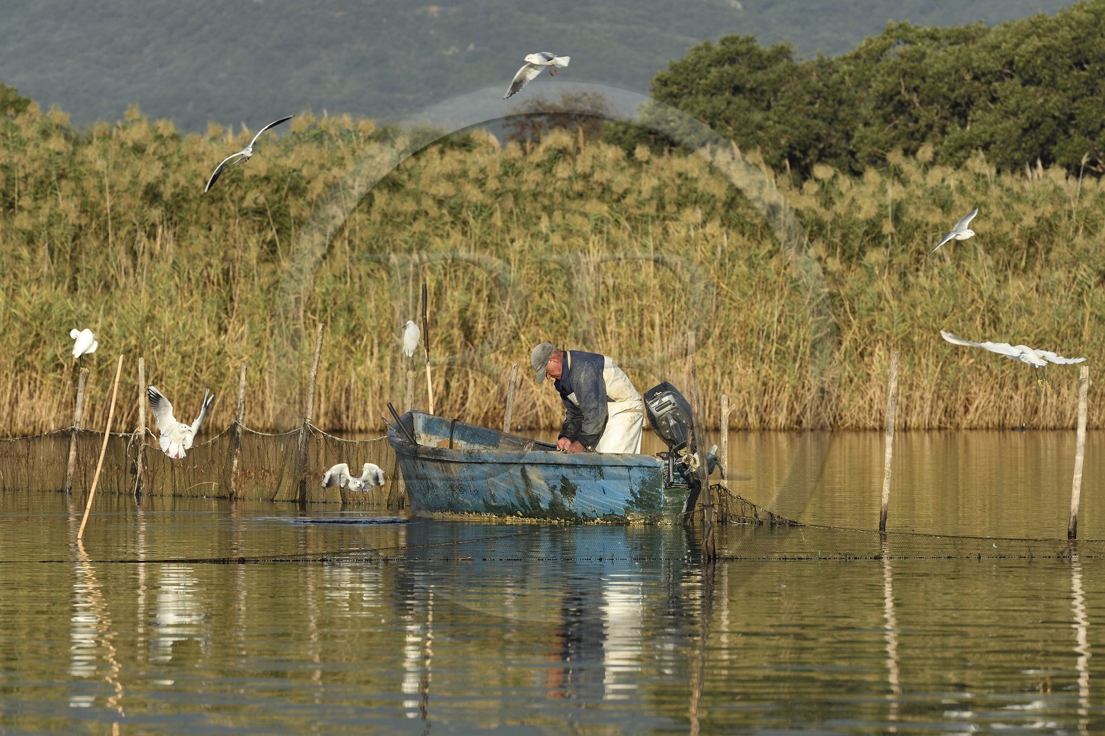 France, Haute Corse, the pond of Biguglia (Stagnu di Chiurlinu), nature reserve of Corsica (RNC), fisherman raising the nets set on alder stakes